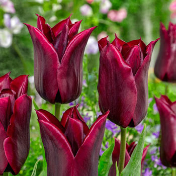 Lasting Love Tulip - Buy Tulips | Michigan Bulb