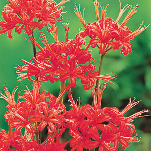 RED Spider Lily- set of 10 bulbs EASY TO GROW 