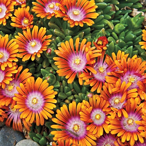 Fire Spinner® Ice Plant