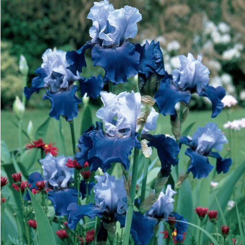 Best Bet Reblooming German Iris Plants