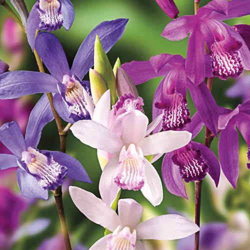Are Ground Orchids Perennials 