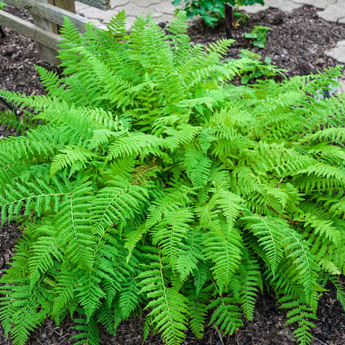 Lady Fern 