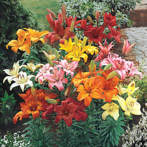 Hardy Perennial Lilies