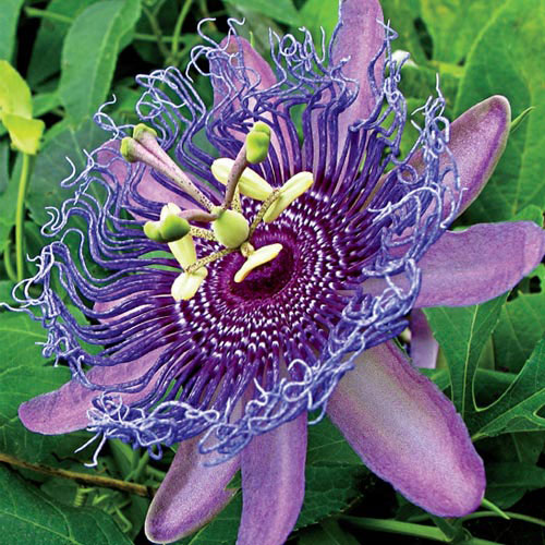 Purple Passion Flower - Passion Flowers For Sale | Michigan Bulb