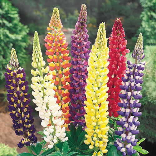 Mixed Lupines