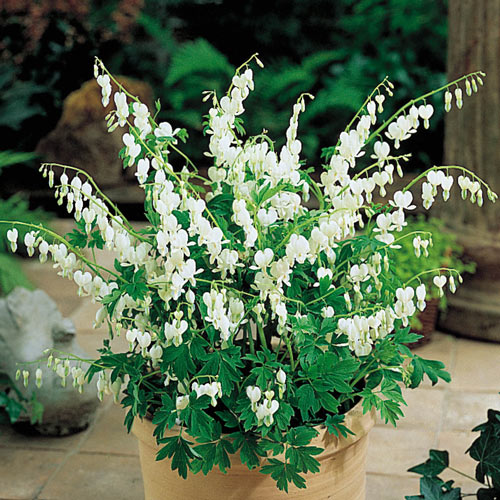 Old-Fashioned Bleeding Heart (White)