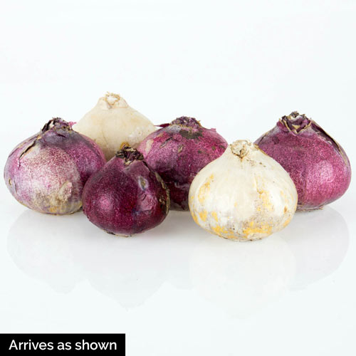 Fragrant Hyacinth Mix