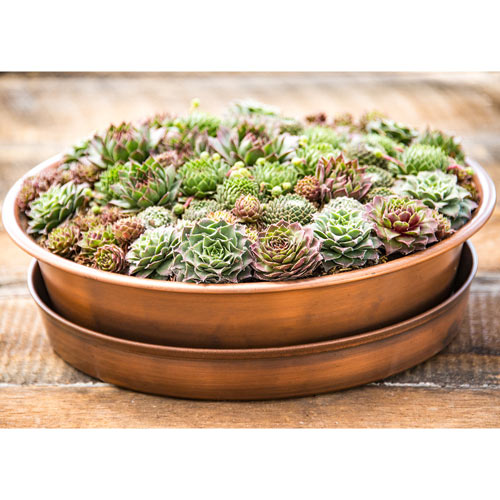 Succulent Planter With Saucer