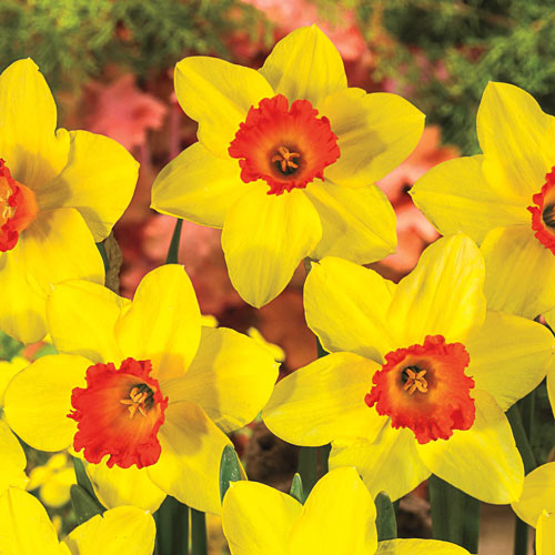Red Devon Large Cupped Daffodil