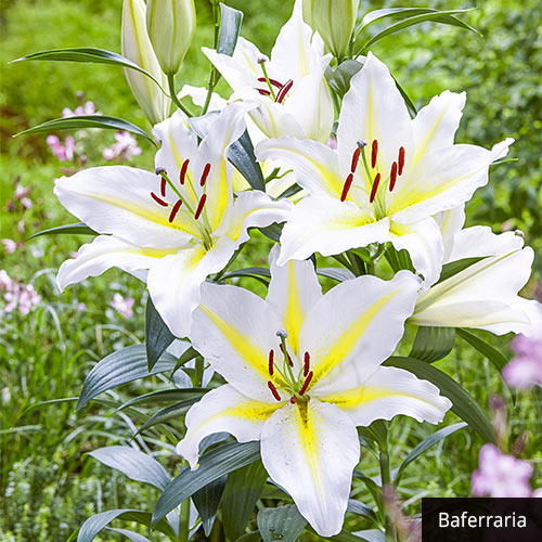 Fragrant Oriental Lily Collection