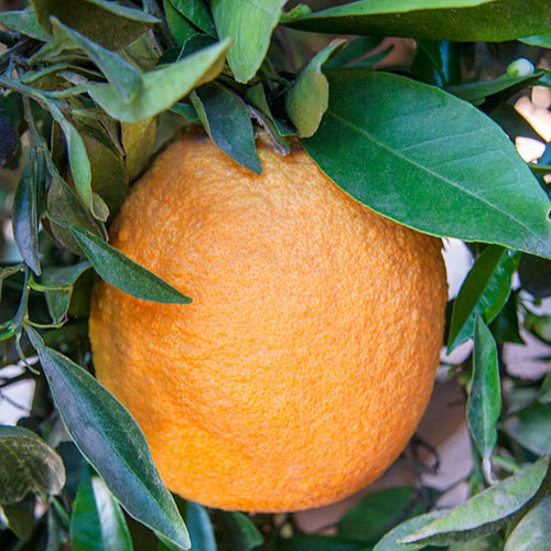 Navel Orange Citrus Tree