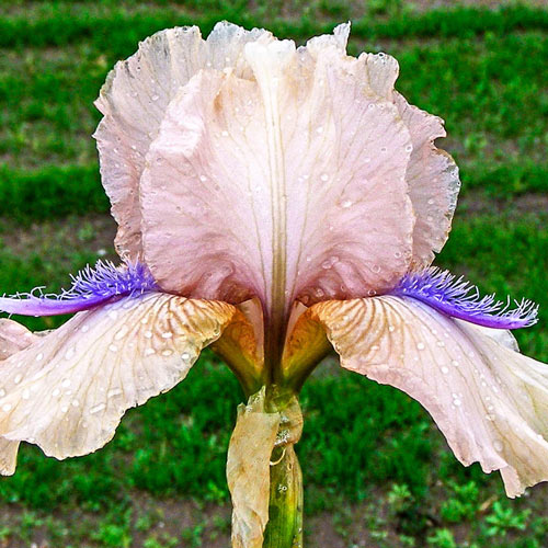 Concertina Reblooming Bearded Iris