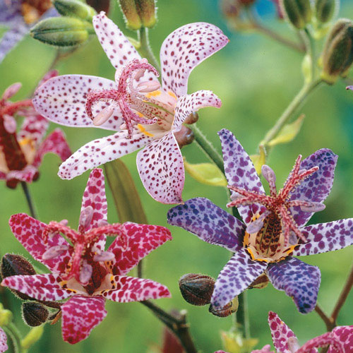 Toad Lily Mix