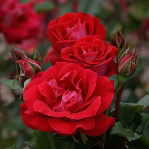 Red One Size Eleganza 1 x Rose Petals 