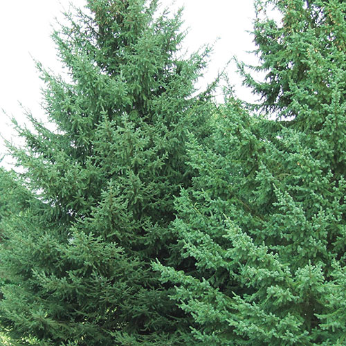 White Spruce Hedge