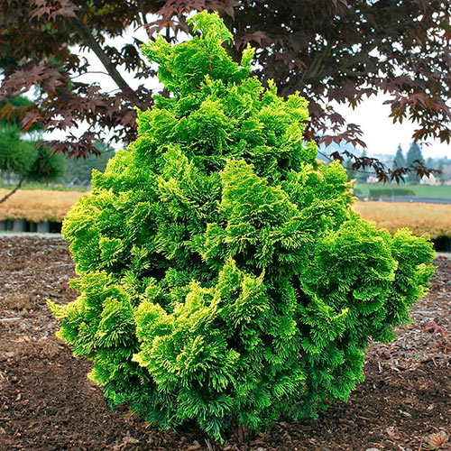 Nana Lutea Hinoki Cypress - Shop Shrubs | Michigan Bulb