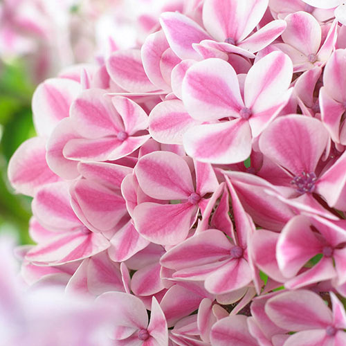 Image of Peppermint hydrangea close-up