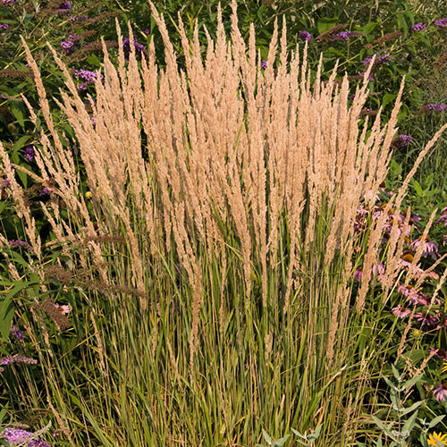 Karl Foerster Reed Grass - Michigan Bulb