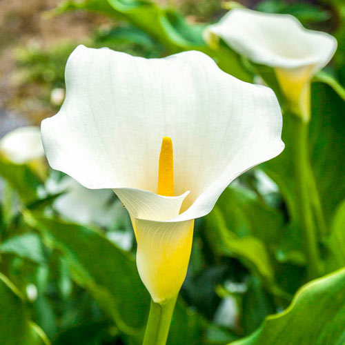 Can I Cut Green off Calla Lillies in the Fall 