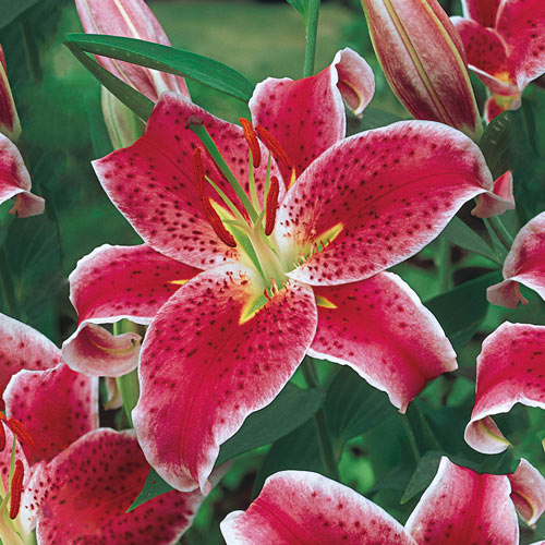 Pink Stargazer Oriental Lily Flower