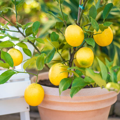 Yuzu tree, grow the citrus that can survive cold winters