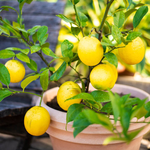 Árbol frutal de limón Meyer