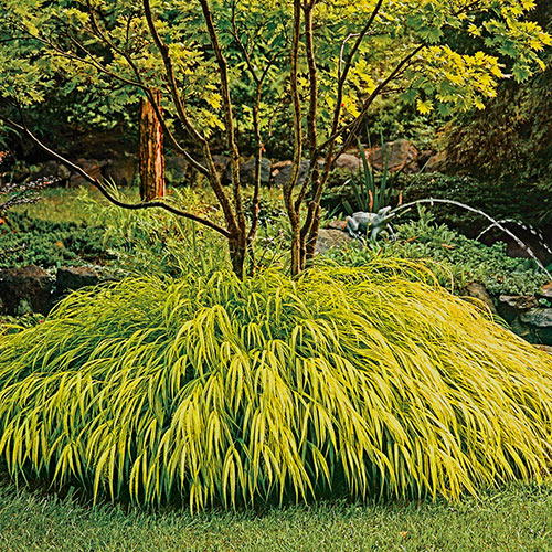 Golden Hakone Grass