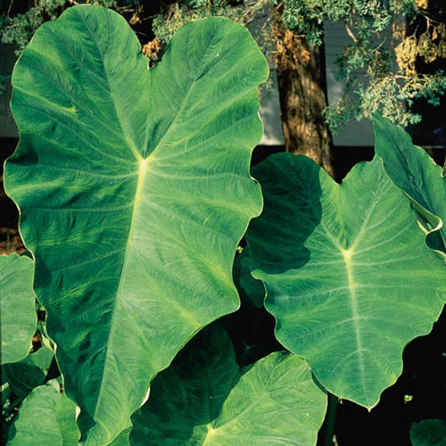 are elephant ear plants toxic to dogs