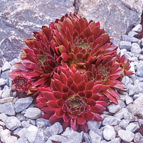 Red Rubin Hens And Chicks | Michigan Bulb Company