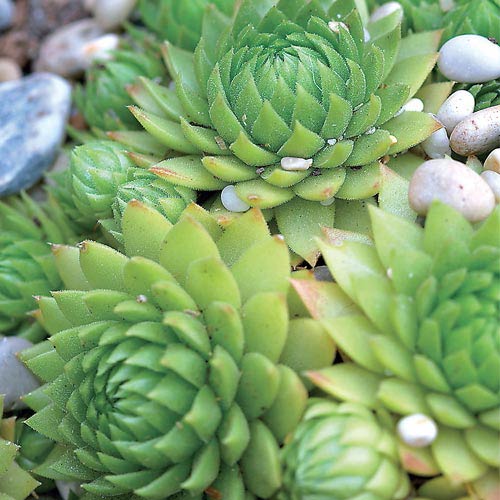 Braunii Hens And Chicks | Michigan Bulb Company