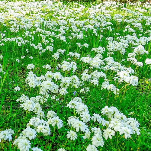 Fair Maids of France (Double-Flowered Meadow Saxifrage)