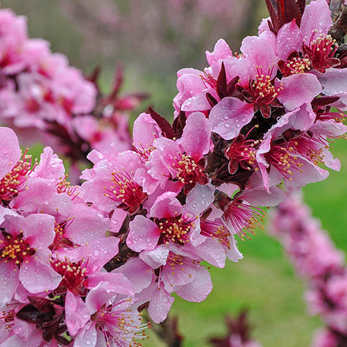 Flowers on peach tree will produce fruit