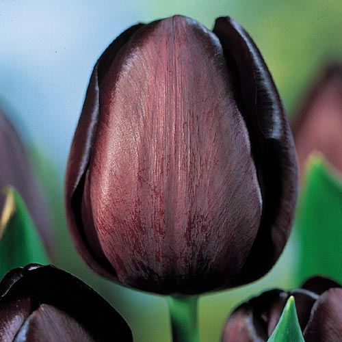 Queen Of Night Tulip