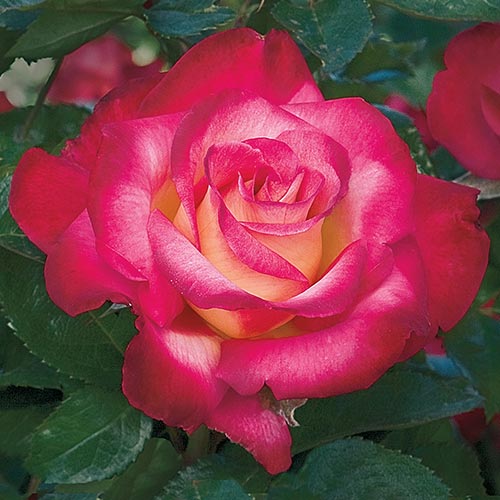 Dick Clark Grandiflora Rose