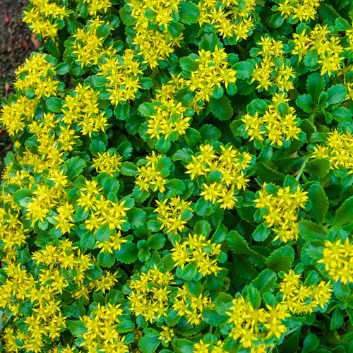 Smaller improved golden creeping sedum flowers blooming showing green sedum leaves below.