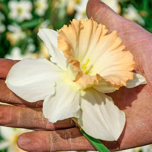 British Gamble Giant Daffodil