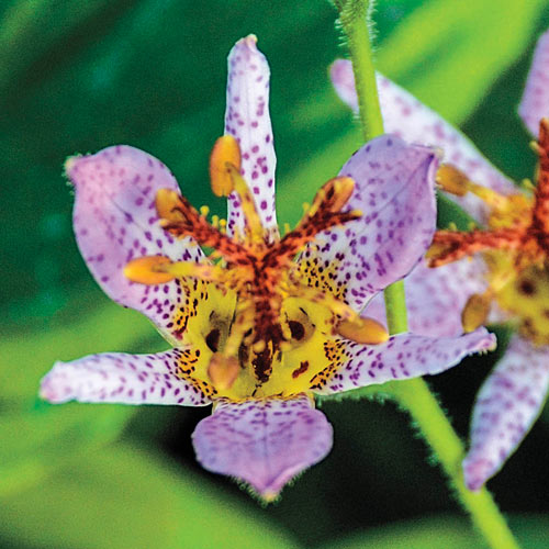 Autumn Glow Toad Lily