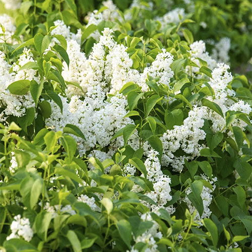 Snowy Beach Party™ Lilac Hedge