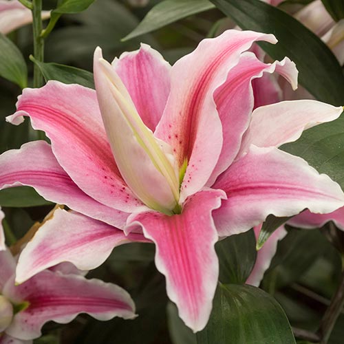 Oriental Lily Distant Drum (Double) 