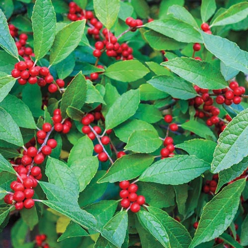 Winterberry: Michigan's native holly - MSU Extension