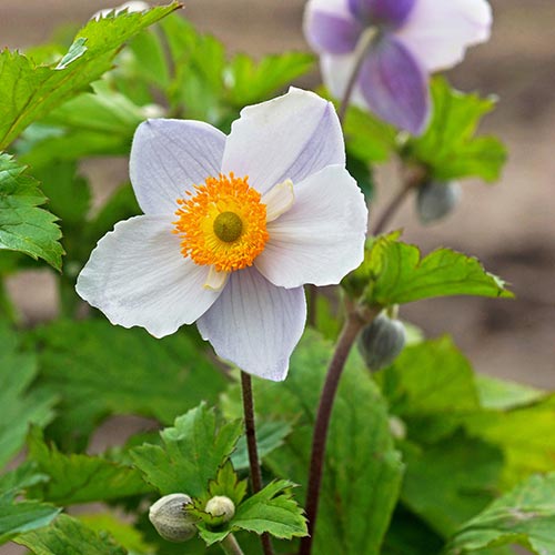 Ruffled Swan Anemone - Shop Windflowers | Michigan Bulb