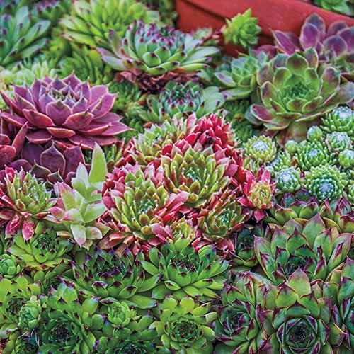 Hens And Chicks Collection