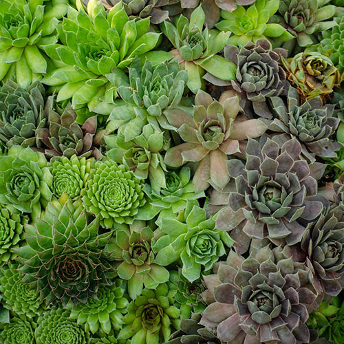 Hens And Chicks Collection