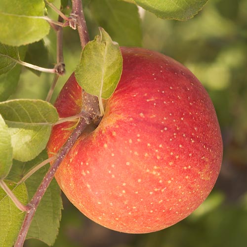 fuji apple color
