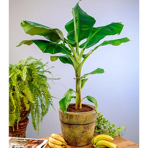 Dwarf banana plant with mini bananas next to it.