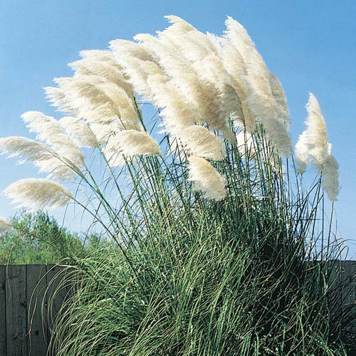 Pampas grass, Drought-tolerant, Ornamental, Invasive