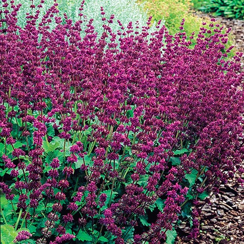 Purple Rain Salvia