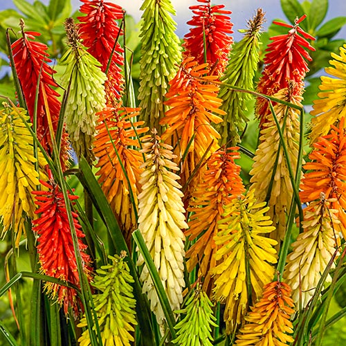 Non GMO 200 Seeds Tritomea Torch Lily Blackhead Red hot poker Flaming