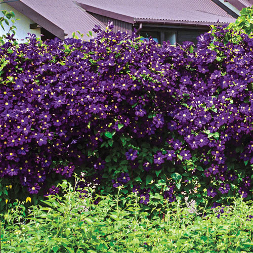 Purple Wall Of Flowers Clematis