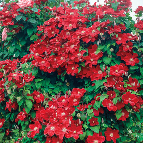 Red Wall Of Flowers Clematis